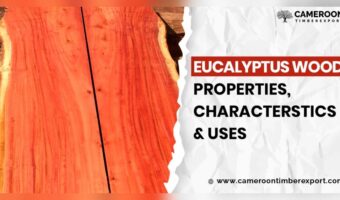 Is Eucalyptus a Hardwood